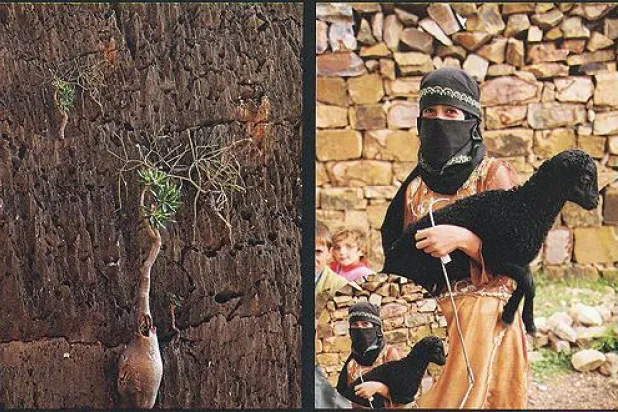 معرض «رحلاتي في اليمن» يتغنى بجماليات التراث اليمنى