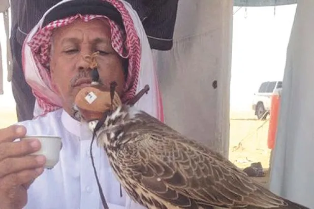 في شهر نوفمبر تتحول المجيرمة إلى ملتقى يضم المئات من هواة صيد الصقور 