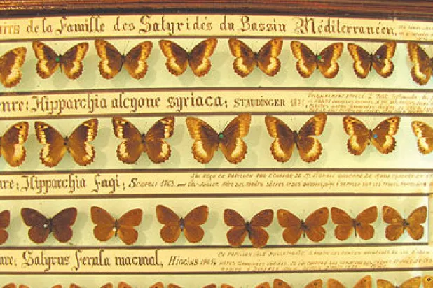 أحد الأجنحة المخصصة لعشرات الأنواع من الفراشات اللبنانية