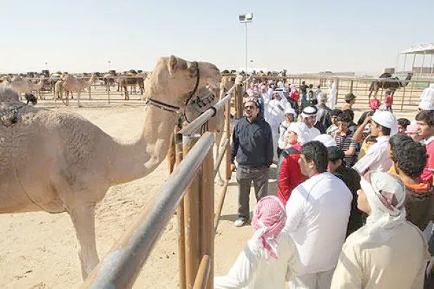 تتميز الفعاليات بالكثير من الإثارة والتشويق فضلا عن الحضور الكثيف