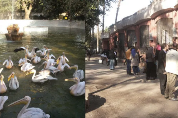 حديقة حيوان الجيزة الشهيرة بمصر في مرمى المظاهرات