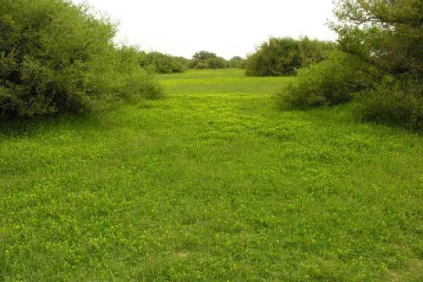 الرياض تتجسد في اسمها باخضرار روضاتها المحيطة