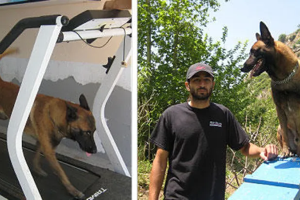 تزايد الطلب على الكلاب البوليسية في لبنان للحماية الأمنية