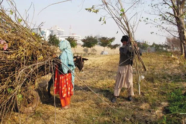 مظلة باكستان الخضراء في خطر