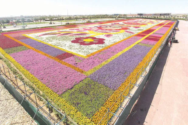 مدينة ينبع تدخل «غينيس» بأكبر سجادة زهور