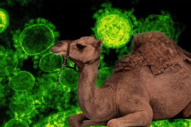 مستحضرات من مشتقات الإبل قد تصبح حاضنة لفيروس «كورونا»
