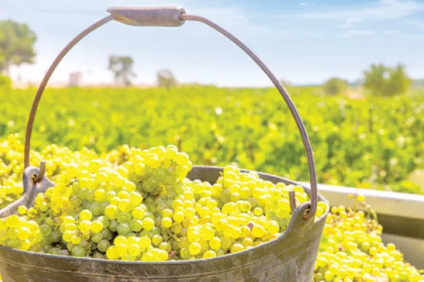 طحين لإنقاص الوزن وسماد من إطارات السيارات