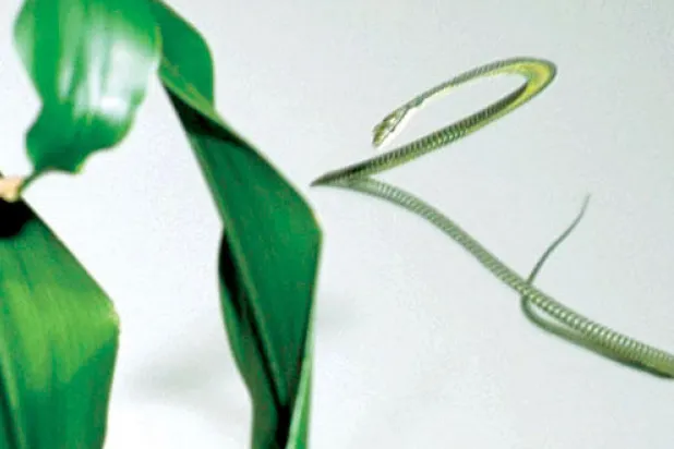 الخبراء يحاولون فك لغز الأفاعي الطائرة