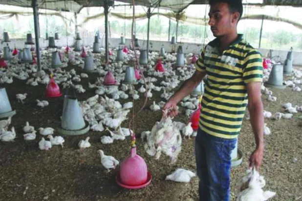 غزة تشهد ارتفاعا في أسعار اللحوم بعد أن دمرت الحرب مزارع الدواجن والمواشي