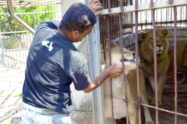 حدائق الحيوانات في غزة.. من مزار للأطفال إلى كومة رماد