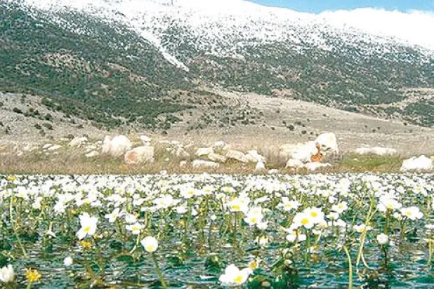 المستنقع موئل للحياة البرية وللعديد من الزهور 