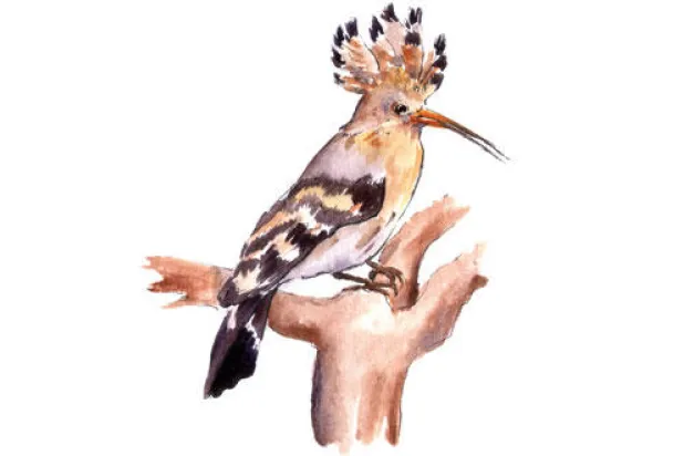 رفيف الظل: هدهد يبحث عن مملكة