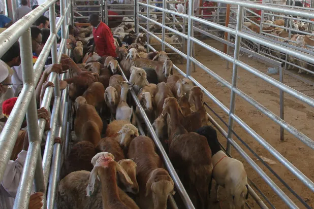 عودة «الجلابه» إلى مساقط رؤوسهم بعد صلاة العيد يخفض أسعار الأضاحي