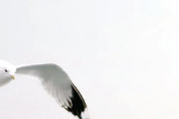 رفيف الظل: سَيِّدٌ في عربة الجحيم