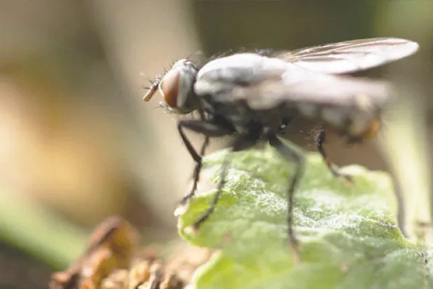 نظرة واسعة جديدة.. إلى عالم الجينات