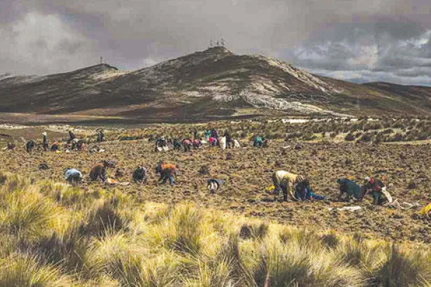 نبات الماكا.. كنز جديد يزلزل بيرو