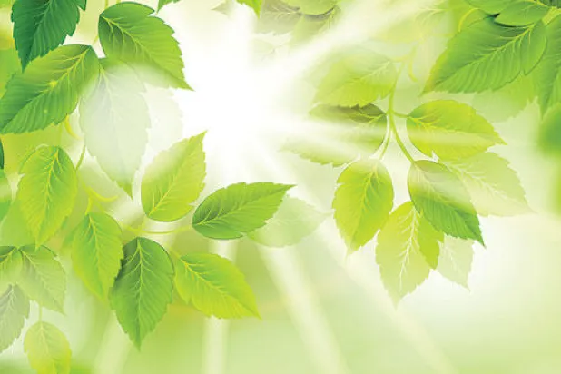 رفيف الظل: ترفُ التفاخرِ بالخراب