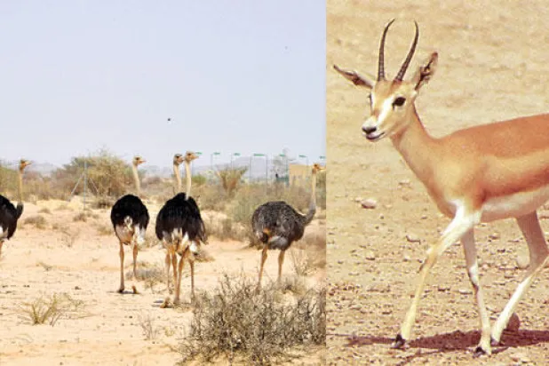 الحياة الفطرية ستعود قريبا لمنطقة المدينة المنورة عبر محميات متخصصة