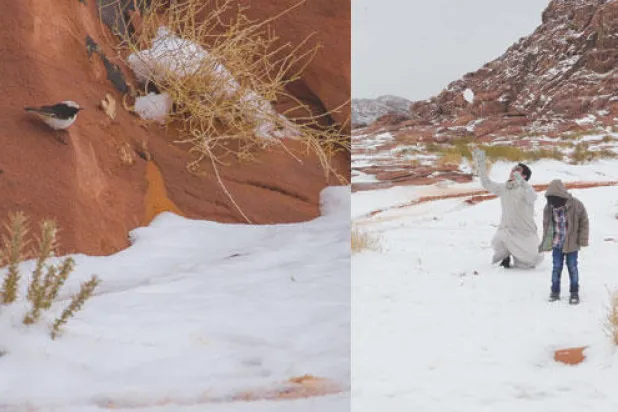 الثلوج ترسم لوحة في تبوك تجذب أفواجا من الزوار للمنطقة
