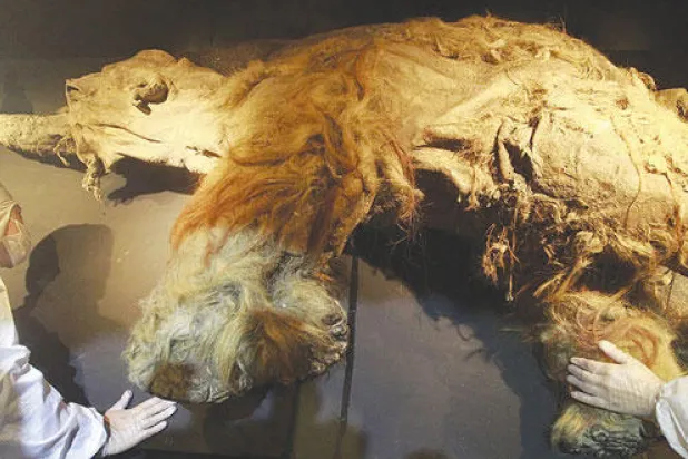 هل ينجح العلماء في استنساخ الماموث الصوفي؟