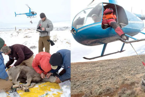 هجرة الغزلان.. توفير طرق آمنة في البراري الأميركية