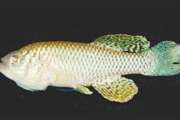 أبحاث علمية.. لكشف أسرار الشيخوخة