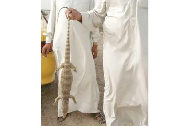 حيوانات غريبة تظهر في أهوار جنوب العراق مع تفاقم أزمة المياه