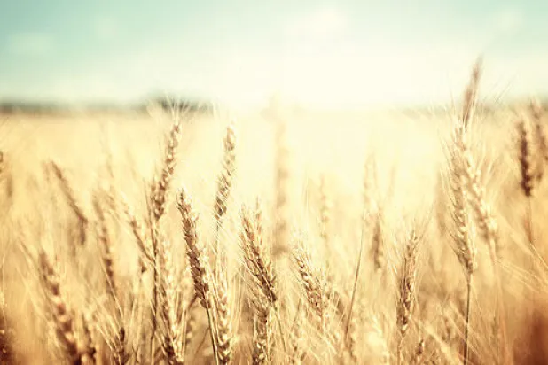 مصر تتوقع تراجع واردات القمح من الخارج العام المقبل مع وفرة الإنتاج المحلي