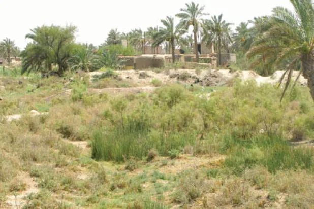 البصرة مدينة التمور الأولى في العالم وتعتمد على المستورد