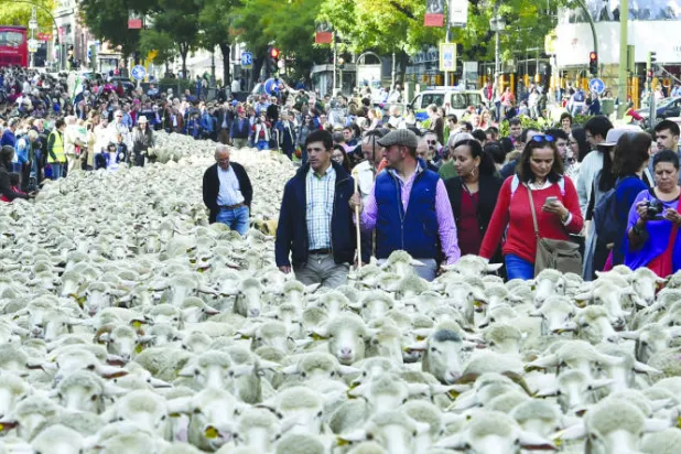 ثورة  الأغنام