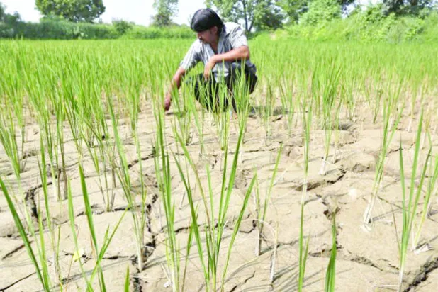 اطمئنان عالمي حول «ميزان الحبوب الغذائية» في الموسم المقبل