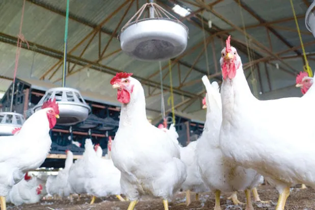 ارتفاع أسعار الدواجن يهدد المواطن والصناعة بالكامل في مصر