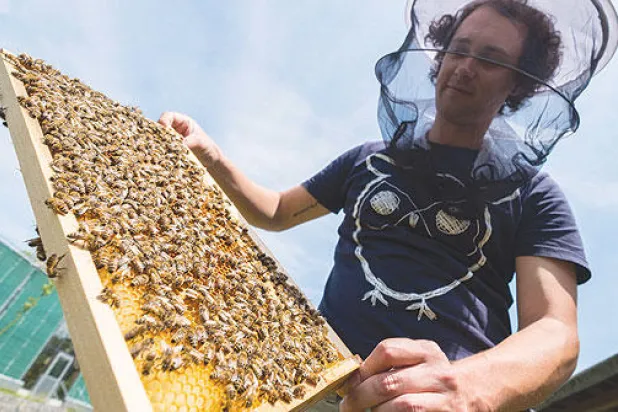 فصيل من نحل «أفريقي» يتكاثر.. من دون ذكور