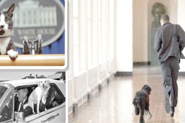 أوباما يتسابق مع الكلب «بو» في ردهات البيت الأبيض (بيت سوزا - البيت الأبيض) - القط «سوكس» يتربع على منصة المتحدث الرسمي للبيت الأبيض سوكس كان قط الرئيس السابق بيل كلينتون (البيت الأبيض) - ليندون جونسون مع العائلة والكلب «يوكي» (أ.ب)