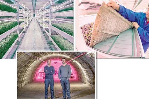 خضراوات لم تر ضوء الشمس تحت أقدام سكان عاصمة الضباب