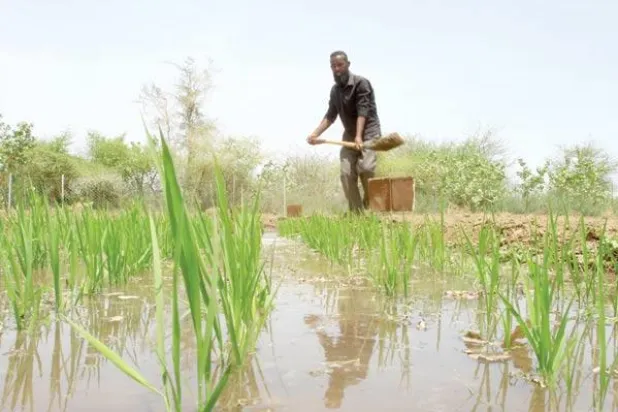 الخرطوم تقدم ضمانات جديدة لتشجيع السعوديين على الاستثمار الزراعي