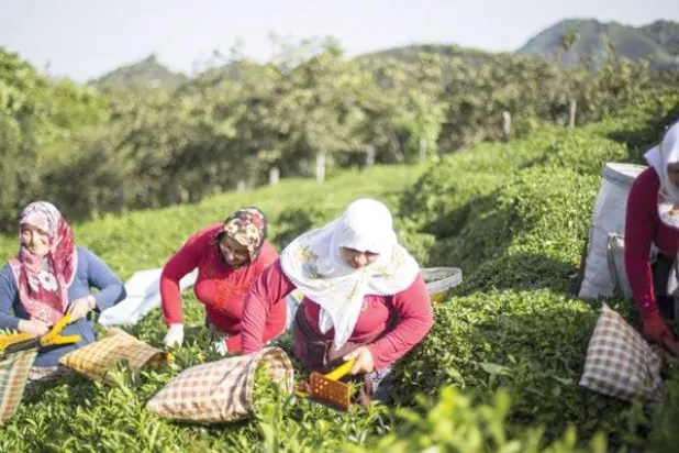 تركيا تتعهد بتسهيل الاستثمار السعودي في قطاع الزراعة