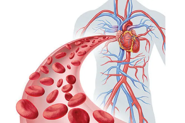 أصغر الشعيرات الدموية في القلب تتسبب بأكبر المشكلات