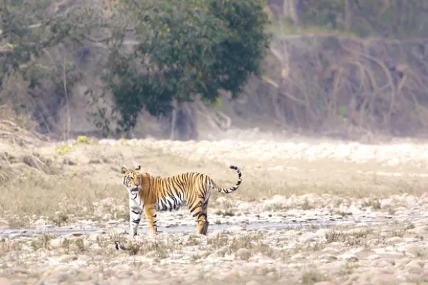 البحث عن نمر قتل امرأتين في نيبال