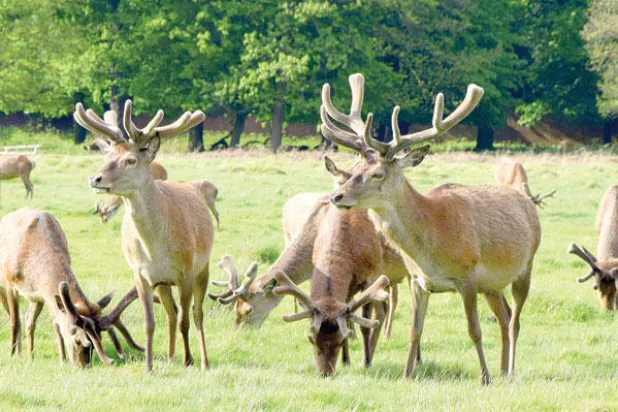 «ريتشموند بارك»... الريف في قلب غرب لندن