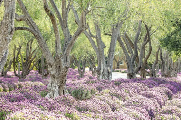 غابة إيبنغ... رئة خضراء في شمال شرقي لندن