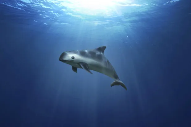 خطة مكسيكية لإنقاذ الدلافين من الانقراض
