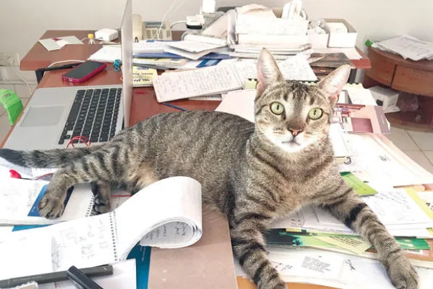 القطة سبوتي - دوتي التي تبناها طاقم مكتب دكا في السنغال (نيويورك تايمز)  