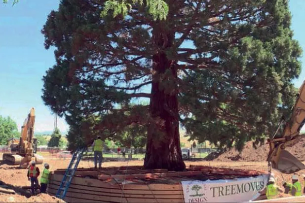 ترحيل شجرة ضخمة بعد قرن لغرسها في أميركا