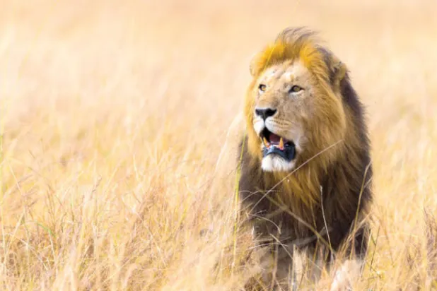 قتل أربعة أسود بعد هروبها من حديقة في جنوب أفريقيا