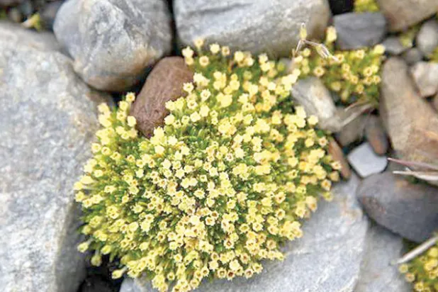 زهور في القطب الجنوبي تقي من أشعة الشمس