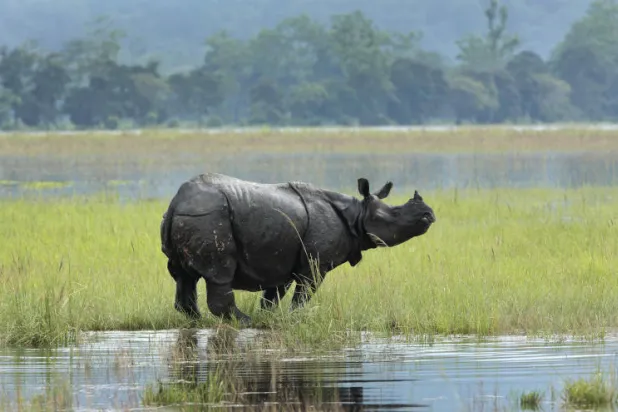 نفوق أنثى وحيد قرن من نوع نادر في نيبال