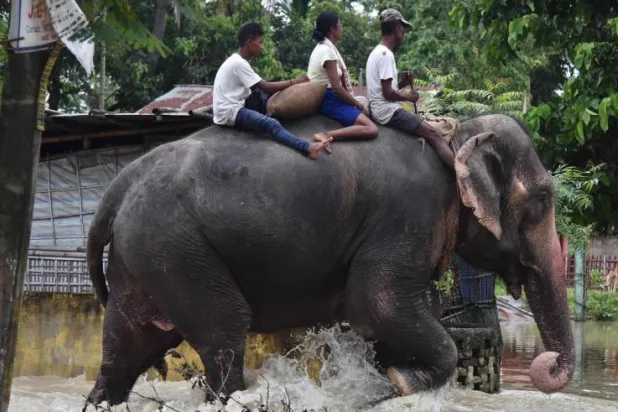 الأفيال تساعد بإنقاذ المئات بحديقة حيوان غمرتها السيول في نيبال