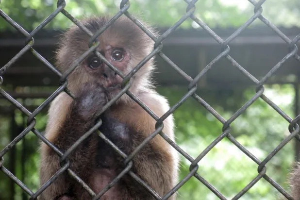 السجن 20 سنة لاصطياد قرود وتناول لحومها في فيتنام