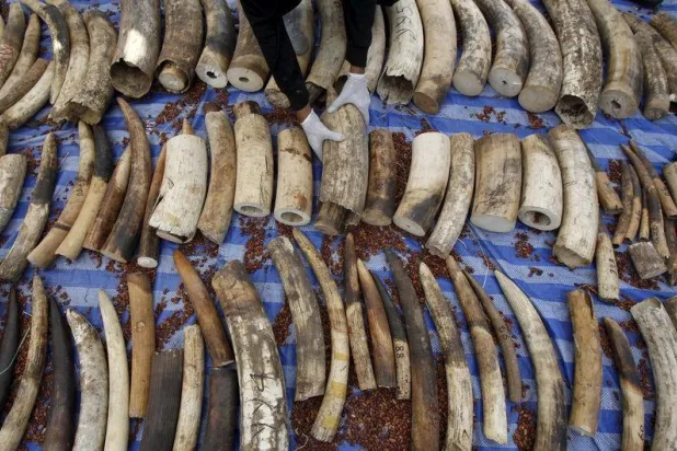 إفشال محاولة لتهريب أكثر من طن من العاج في فيتنام